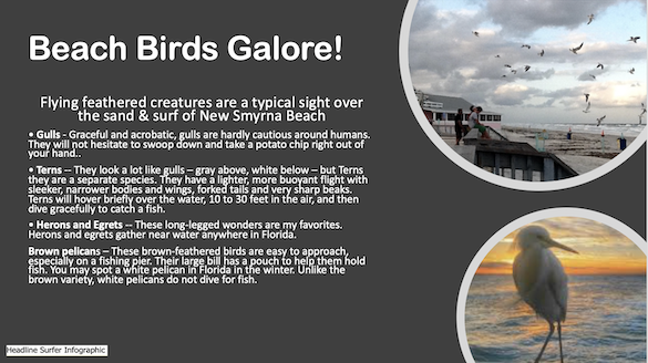 New Smyrna Beach Birds Galore / Headline Surfer