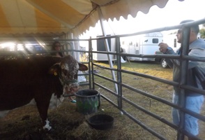 A couple has photos taken with a cow at the New Smyrna Balloon Festival / Headline Surfer