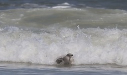 Seagull rides a wave in New Smyrna Beach, FL / Headline Surfer®