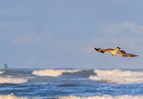 Osprey hovers over surf in New Smyrna Beach, Florida / Headline Surfer®