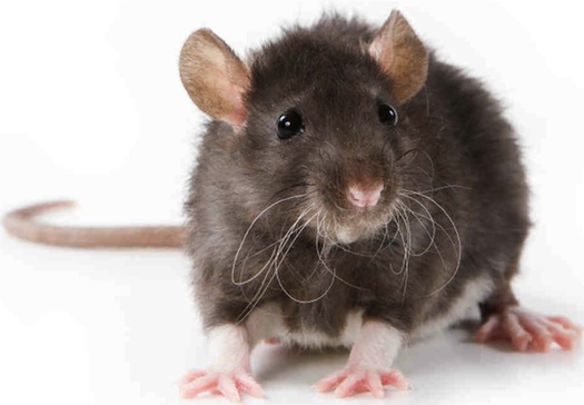 Corrupt government officials in Volusia County ask, "Who's the rat?" / Headline Surfer®