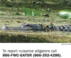 Florida alligator nuisance hotline / Headline Surfer®