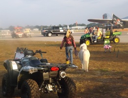 A miniature horse is walked at New Smyrna Beach Balloon & Sky Fest / Headline Surfer