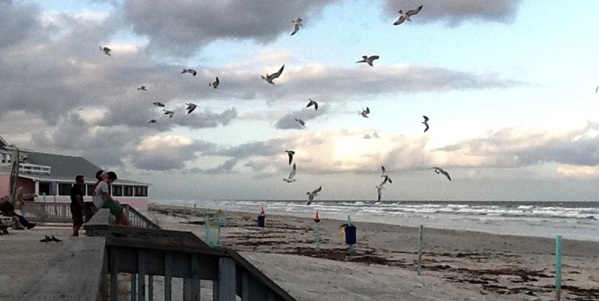 Birds flock to New Smyrna Beach / Headline Surfer