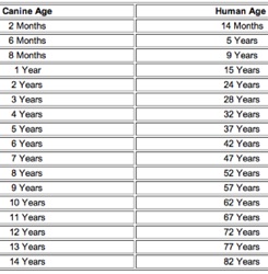 Canine age chart / Headline Surfer