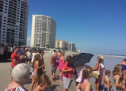 ?Crowd gathers in Daytoa Beach Shores to check out a beached baby whale / Headline Surfer®