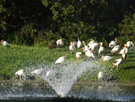 Birds gather in a small water fountain in Edgewater / Headline Surfer