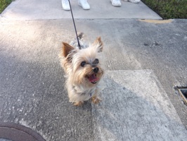 A Yorkie is walked by its owner on Riverside Drive in Edgewater Headline Surfer