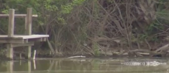 Gator swims in lake in Port Orange, FL, where dog killed, partially eaten buy another gator / Headline Surfer®