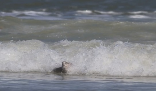 Surfer Kem McNair captures Seagull riding surf on camera in New Smyrna Beach, FL / Headline Surfer®