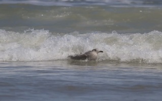 Seagull rides a wave in New Smyrna Beach, FL as captured by surfer Kem McNair / Headline Surfer®