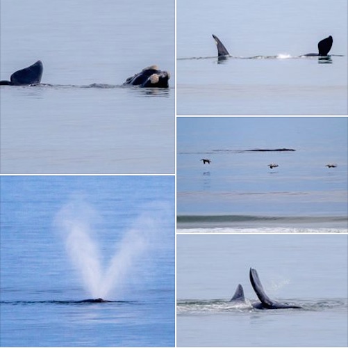 Right whale spotted 100 yards from New Smyrna Beach, Fl shoreline / Headline Surfer®