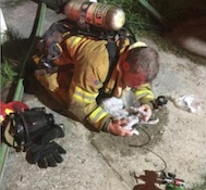 NSB firefighters save 3 cats in house fire in October 2016 / Headline Surfer