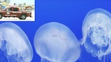 Jellyfish a nuisance in Daytona Beach in August / Headline Surfer