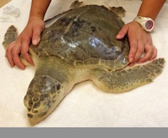ishing hook removed from rare sea turtle at Marine Discovery Center last March / Headline Surfer