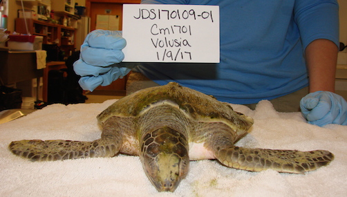 Adele, sea turtle to be released back into the ocean from Pobce Inlet / Headline Surfer