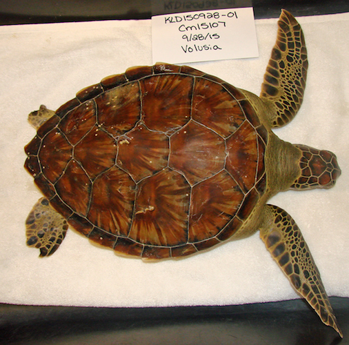 Francis, 6 pound gree sea turtle to be released back into the Atlantic Ocean / Headline Surfer®