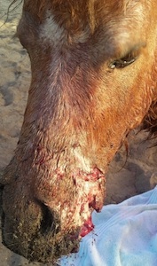 Teddy, the mini horse from Lake Helen, did not sdurvive the bite marks / Headline Surfer®