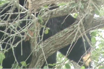 Bear in a tree in New Smyrna Beach / Headline Surfer