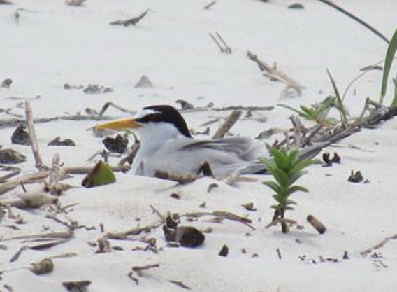 Rare birds nesting on Disappearing Island in New Snmyrna Beach / HeadlineSurfer.com