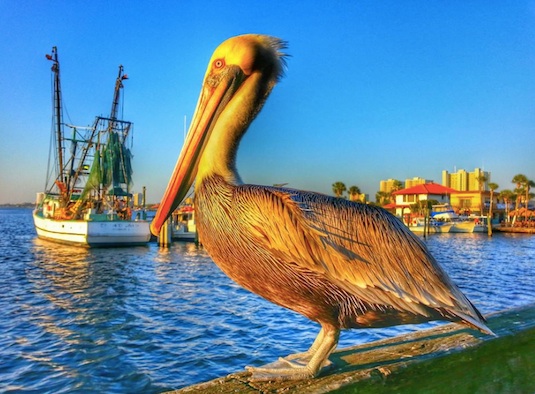 Brown pelican shown newar Intracoastal Waterway, Port Orange, Florida / Headline Surfer
