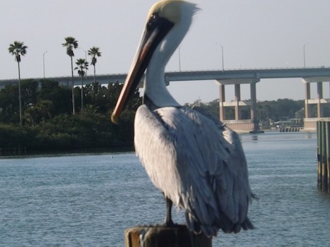 A pelican sits on a posted across the Intracoastal Waterway in New Smyrna Beach / Headline Surfer