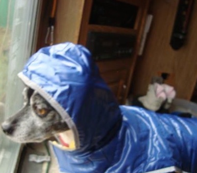 Vermont dog ready for winter / Headline Surfer