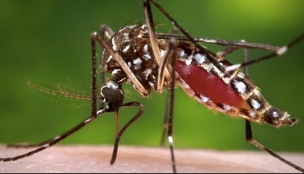 Zika virus in Florida / Headline Surfer®