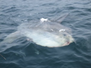 Sunfish