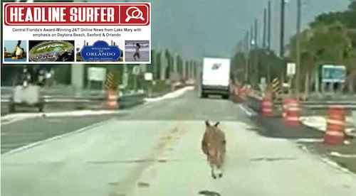 30. Kangaroo loose in St. Cloud, FL in 2025 / Headline Surfer