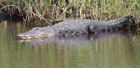 Alligator in Lake Kissimmee, Florida / Headline Surfer
