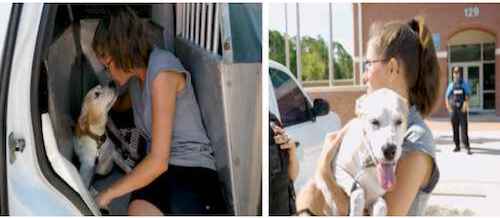 Dog reunited with owner / Headline Surfer