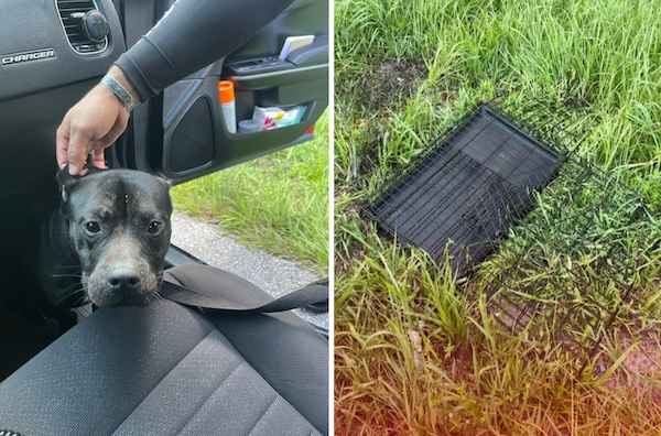 Dog abandoned on side of Florida Highway / Headline Surfer
