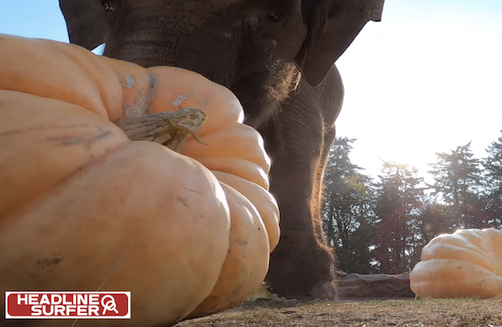 Oregon Zoo elephants treated to pumpkins / Headline Surfer