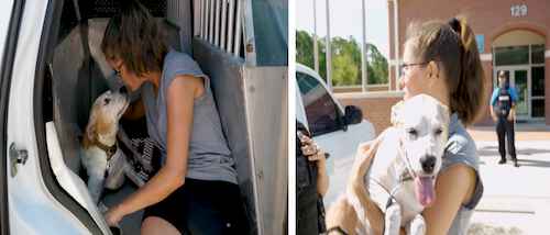 Lucky Dog Reunited in Daytona Beach / Headline Surfer