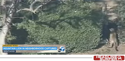 Moiuntain lion caught in LA / Headline Surfer