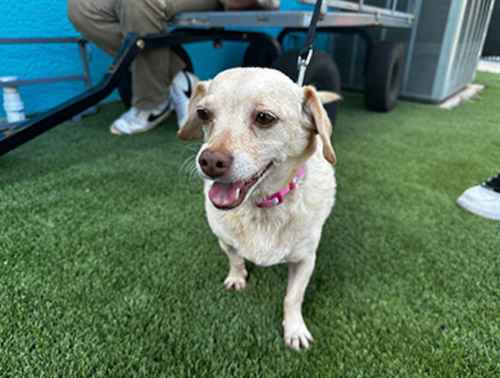 Penny in Florida reunited with Mississippi owners / Headline Surfer