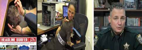 Siri is retiring from the SCSO / Headline Surfer