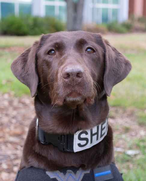 SCSO K9 Siri retires / Headline Surfer