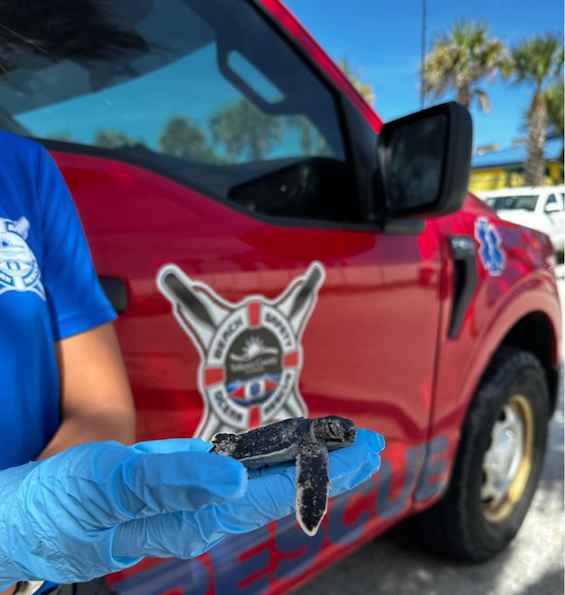 Turtle hatching rescued in Daytona Beach / Headline Surfer