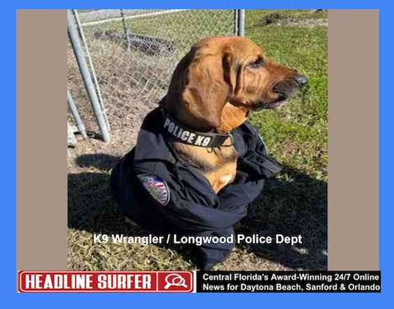 K9 Wrangler of Longwood, FL PD / Headline Surfer